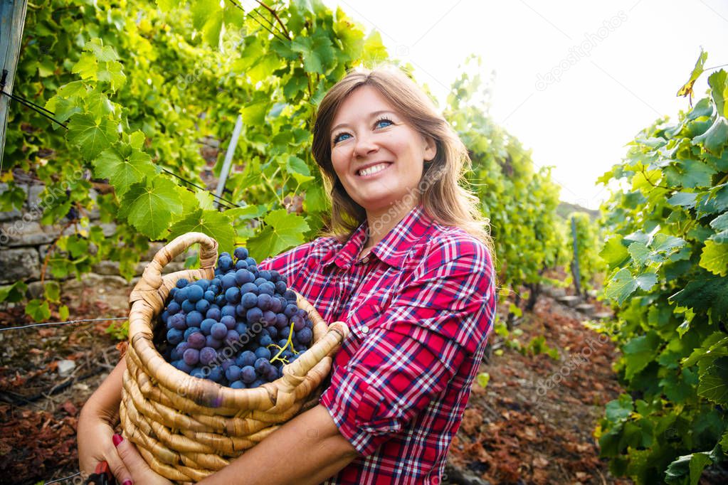 beautiful young woman holding basket and harvesting red grapes in vineyard 