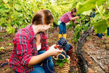 Üzüm bağında kırmızı üzüm toplayan iki genç kadın. 