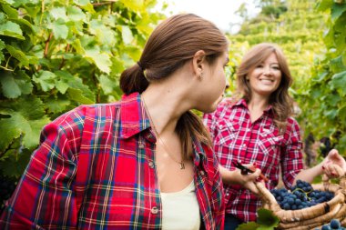 Damalı gömlekli iki genç kadın bağda kırmızı üzüm hasadı