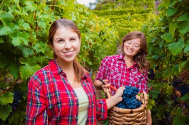 Damalı gömlekli iki genç kadın bağda kırmızı üzüm hasadı