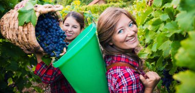 Bağda kırmızı üzüm hasat sepetleri ile iki gülümseyen genç kadın 