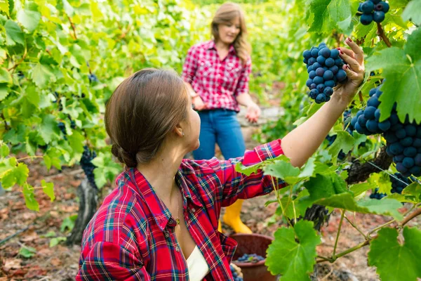 Deux Jeunes Femmes Vendangeant Raisin Rouge Dans Vignoble — Photo