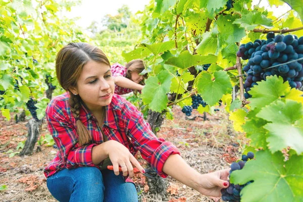 Belles Jeunes Femmes Chemises Carreaux Récoltant Des Raisins Rouges Dans — Photo