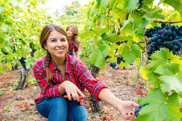 ブドウ園で赤いブドウを収穫チェッカーシャツの美しい若い女性 — ストック写真