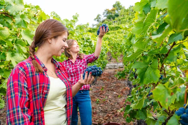 ブドウ園で赤いブドウを収穫するチェッカーシャツを着た2人の若い女性 — ストック写真