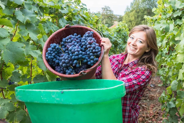 美しい笑顔の若い女性とバスケットはブドウ畑で赤ブドウを収穫 — ストック写真