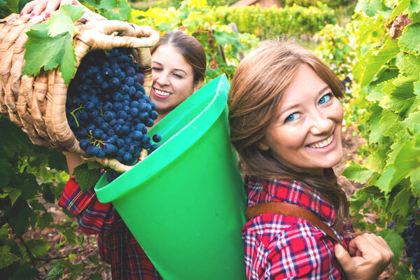 Two smiling young women with baskets harvesting red grapes in vineyard