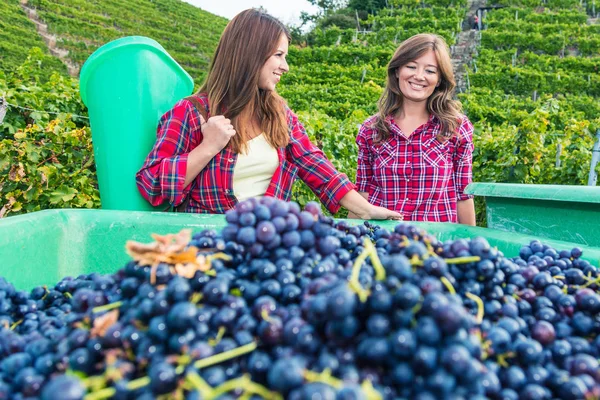 Belles Jeunes Femmes Souriantes Récoltant Des Raisins Rouges Dans Vignoble — Photo