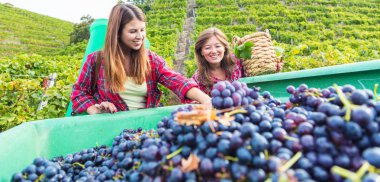 güzel gülümseyen genç kadınlar bağda kırmızı üzüm hasat