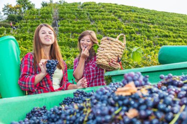 bağda kırmızı üzüm hasat ederken sepet ve çilek tutan mutlu genç kadınlar  