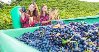 bağda kırmızı üzüm hasat ederken sepet ve çilek tutan mutlu genç kadınlar  