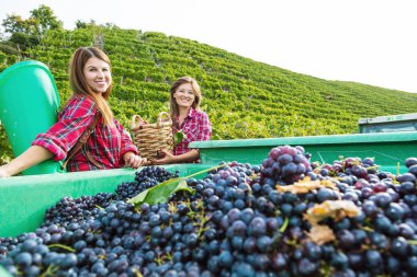 üzüm bağlarında üzüm hasadı sırasında sepet tutan ve kameraya gülümseyen neşeli genç kadınlar