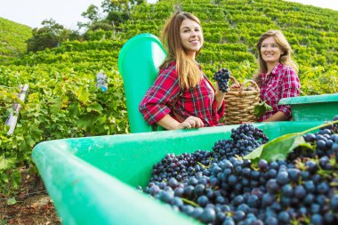 Bağda kırmızı üzüm hasat sepetleri ile iki gülümseyen genç kadın