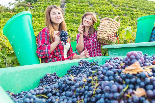 Belles Jeunes Femmes Souriantes Récoltant Des Raisins Rouges Dans Vignoble — Photo