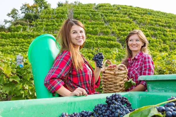 Deux Jeunes Femmes Souriantes Avec Des Paniers Récoltant Des Raisins — Photo