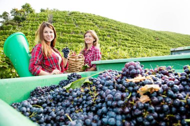 gülümseyen genç kadınlar bağ da kaplarda kırmızı üzüm hasat