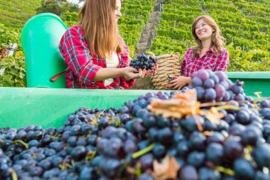 üzüm bağı kırmızı üzüm hasat ederken sepet tutan neşeli genç kadınlar 
