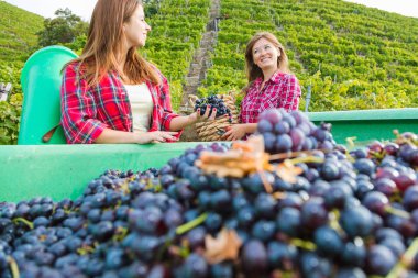 mutlu genç kadınlar bağda kırmızı üzüm hasat ederken sepetler tutan 
