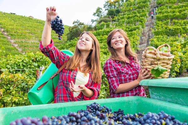 Vrolijke Jonge Vrouwen Die Manden Houden Tijdens Het Oogsten Van — Stockfoto