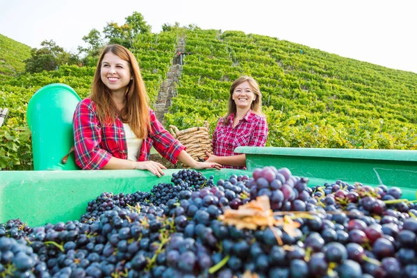 Щасливі Молоді Жінки Тримають Кошики Збираючи Червоний Виноград Винограднику — стокове фото