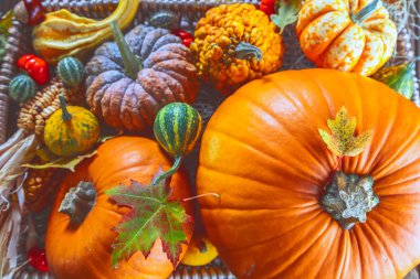 Tahta yüzeyde taze olgun balkabaklarının üst görüntüsü