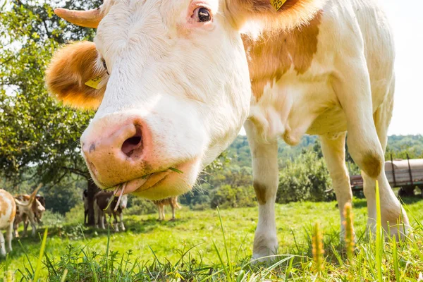 Herd Curious Looking White German Cows Standing Green Meadow — Stock Photo, Image