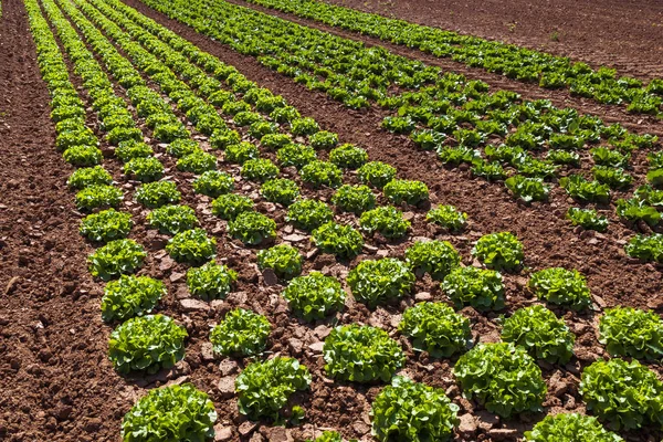 Butterhead Sałata Sałatka Plantacji Organicznych Warzyw Zielonych Liści — Zdjęcie stockowe