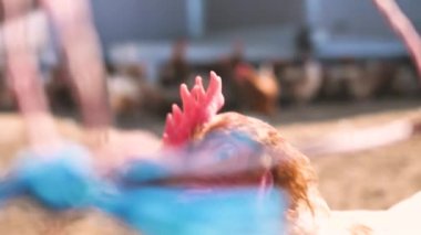 Geleneksel kümes hayvanları çiftliğinde serbest tavuk