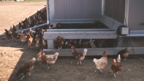 Vrije Uitloop Kip Een Traditionele Pluimveehouderij — Stockvideo