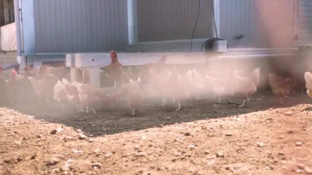 Vrije Uitloop Kip Een Traditionele Pluimveehouderij — Stockvideo