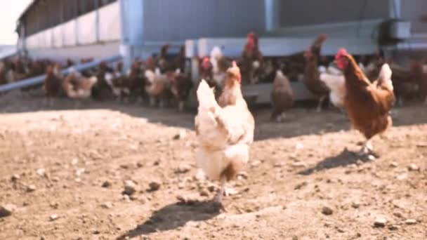 伝統的な養鶏場で無料の範囲の鶏 — ストック動画