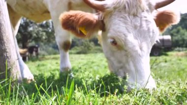 Yeşil yaz tarlasında inekler sürüsü