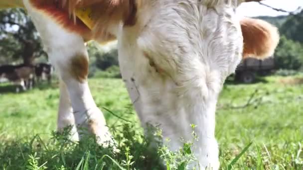 Manada Vacas Campo Verde Verano — Vídeo de stock