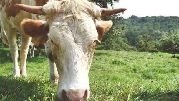 Rebanho Vacas Campo Verde Verão — Vídeo de Stock