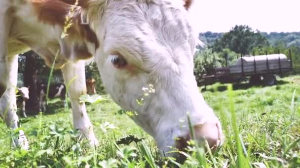 夏の緑のフィールドで牛の群れ — ストック動画