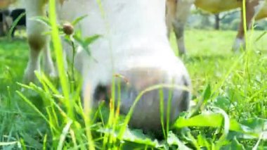 Yeşil yaz tarlasında inekler sürüsü