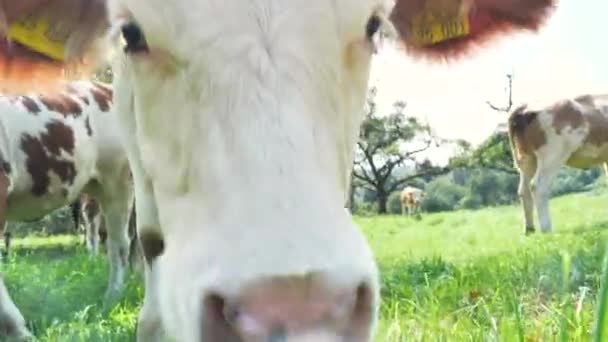 Rebanho Vacas Campo Verde Verão — Vídeo de Stock