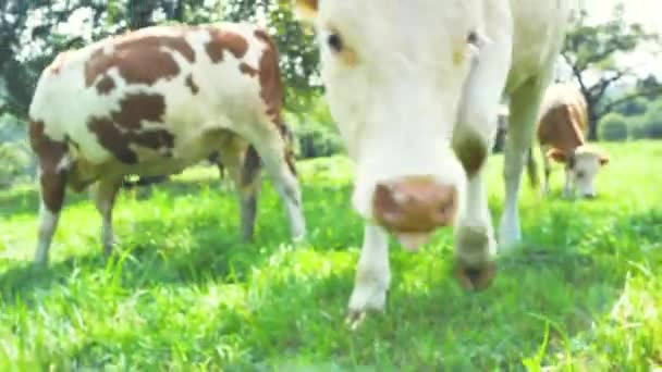Mandria Vacche Nel Campo Verde Estivo — Video Stock
