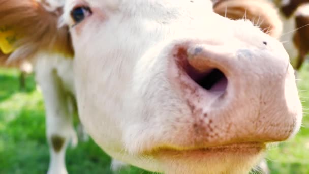 Herde Kühe Auf Der Grünen Wiese — Stockvideo