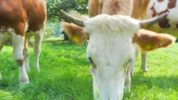 Stado Krów Zielonym Polu Letnim — Wideo stockowe