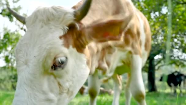 Manada Vacas Campo Verde Verano — Vídeo de stock