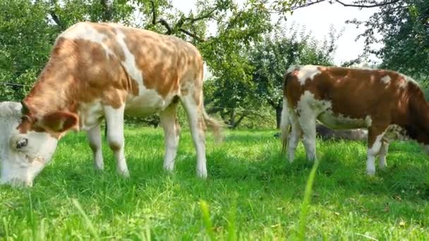 Herde Kühe Auf Der Grünen Wiese — Stockvideo