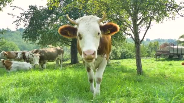 Стадо Коров Летнем Зеленом Поле — стоковое видео