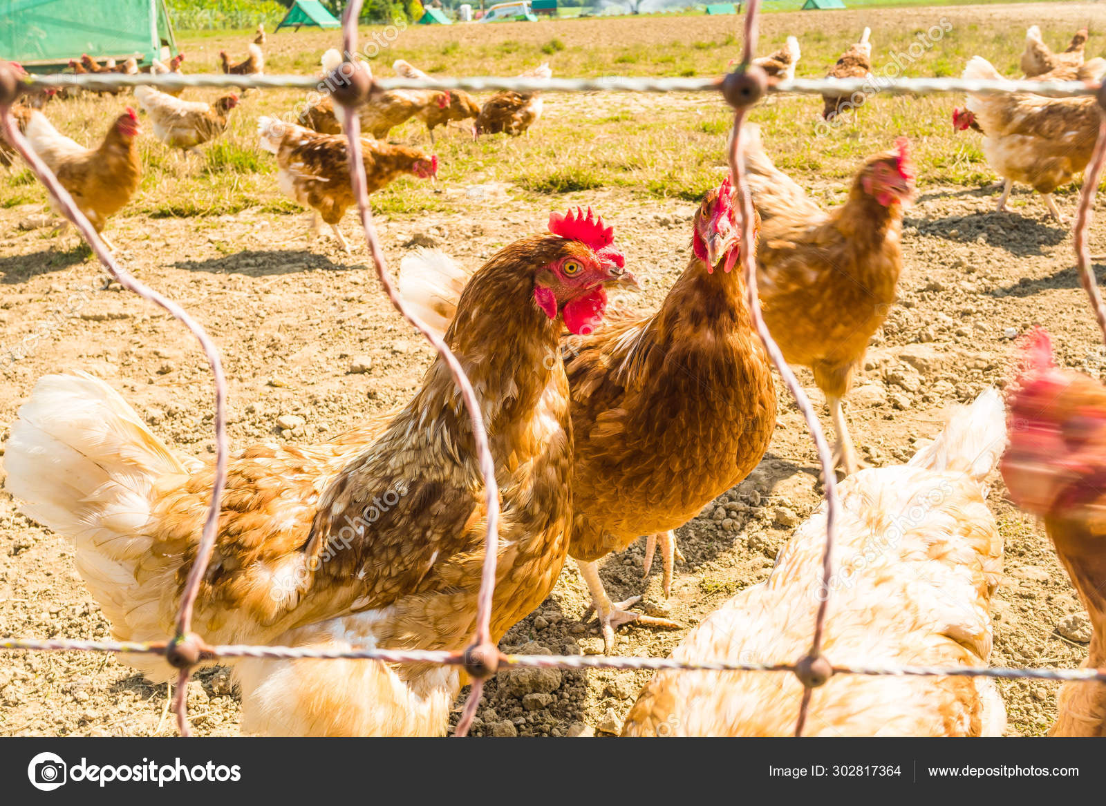 free range poultry farm free range poultry farm