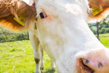 Yeşil yaz tarlasında inekler sürüsü