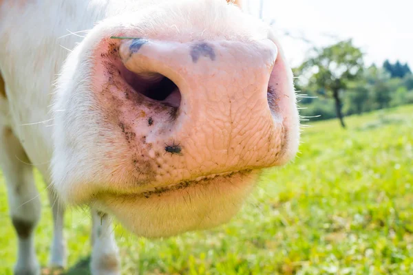 Herd Cows Summer Green Field — Stock Photo, Image