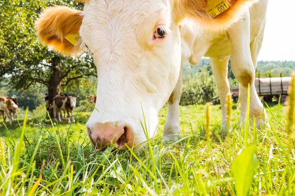 Manada Vacas Campo Verde Verano — Foto de Stock