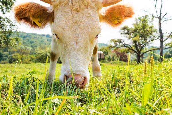 Manada Vacas Campo Verde Verano — Foto de Stock