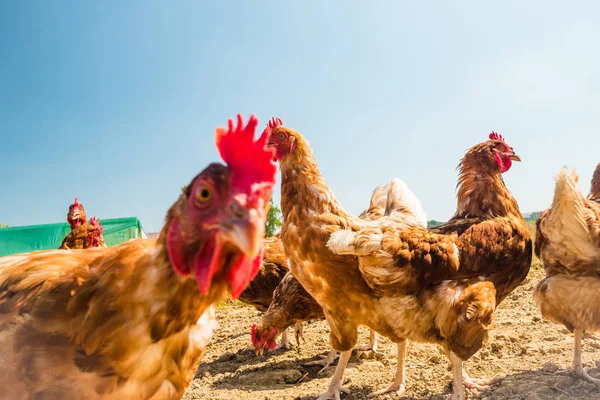 Geleneksel Kümes Hayvanları Çiftliğinde Serbest Tavuk — Stok fotoğraf