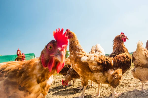 Frango Linha Livre Uma Fazenda Tradicional Aves — Fotografia de Stock